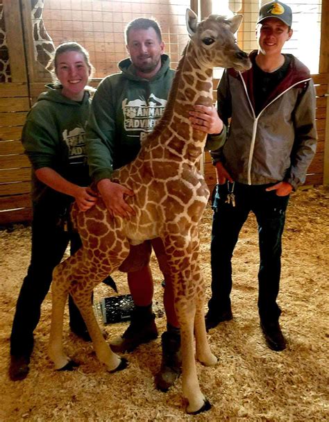 Everything You Need To Know About April The Giraffes Baby