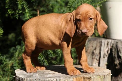 Hungarian Vizsla Dogs Breed Facts Information And Advice Pets4homes