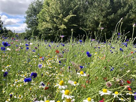 Shropshire Wildflower Meadow Hailed A Success Shropshire Star