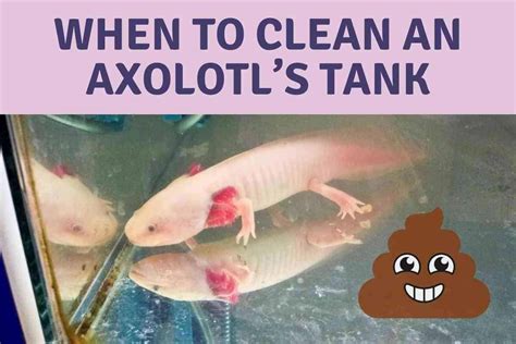 21 How To Clean An Axolotl Tank 022024 Ôn Thi Hsg