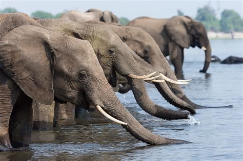 Swimming Trunks Elephants Enjoy A Dip On The Chobe Ann And Steve Toon
