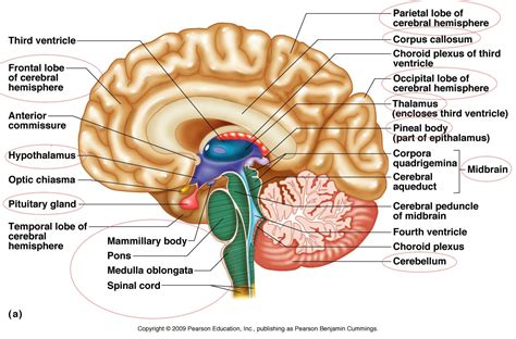 Brain With Labels Clip Art Library