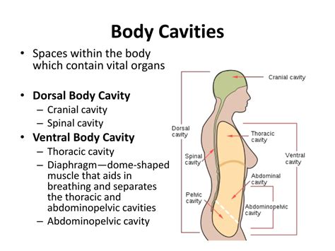 Ppt Body Planes Directions And Cavities Powerpoint Presentation Free Download Id 9697247