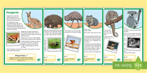 Australian Animals Fact File Display Posters Twinkl