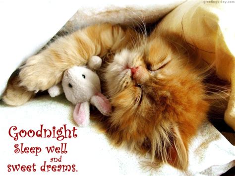 Good Night Sweet Dreams Cute Cat Bye