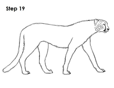 Similarly, draw a horizontal line equally dividing the bottom half of the rectangle. How to Draw a Cheetah