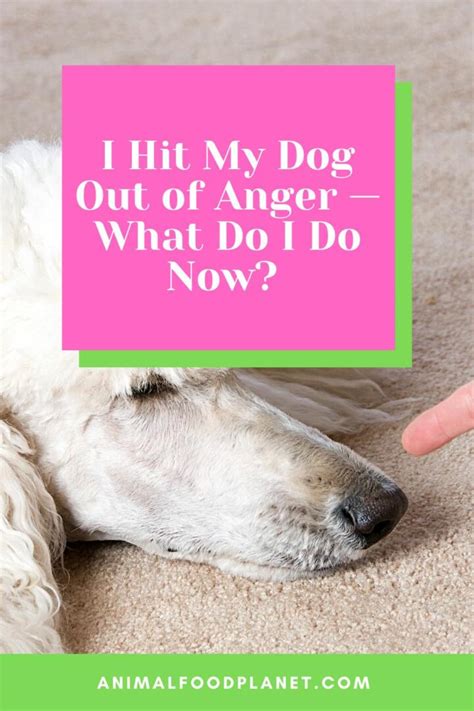 I Hit My Dog Out Of Anger — What Do I Do Now Best Tips
