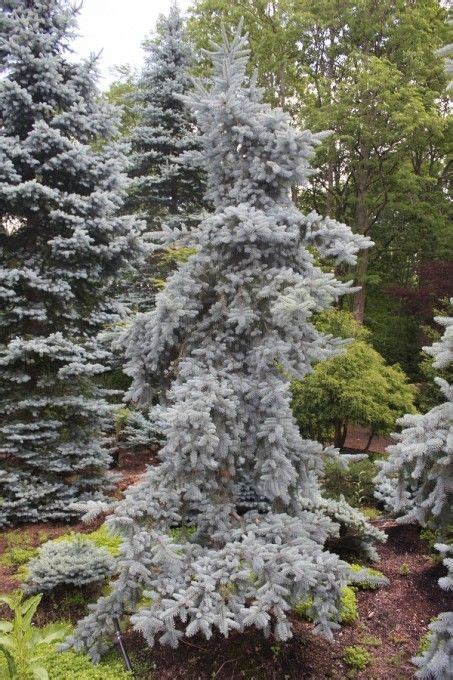 Picea Pungens Spingarn Weeping Blue Spruce Deer Resistant This Is A