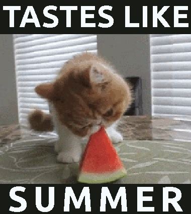 Cat noises meaning cats blinking communication,different cat noises do cats blink their eyes,speaking cat language can cats communicate with other cats. 11 Funny Watermelon Memes - LAUGHTARD