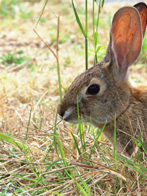 15% off with code julyzweekend. Wild Cottontail Rabbit Face by photographyflower | Rabbit, Wild, Woodland creatures