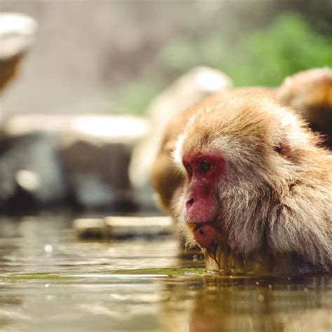 Itap Of A Monkey Taking A Bath In Japan By Anniealpha Photos