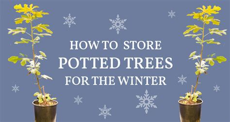 3 Ways To Overwinter Your Fig Tree