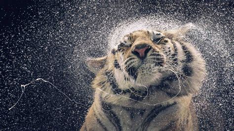 Download Awesome Hd Tiger Splashing Water Wallpaper