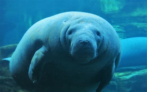 12 Interesting Facts About Manatee Facts About All