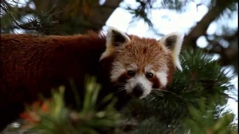 Red Panda At Copenhagen Zoo Youtube