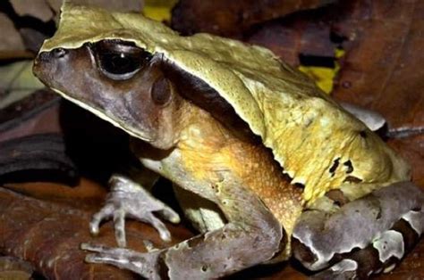 Seseorang yang bermimpi melihat katak dikatakan akan beroleh nasib yang baik. Untuk Menghindari Ular, Katak Raksasa Kongo Menyamar ...