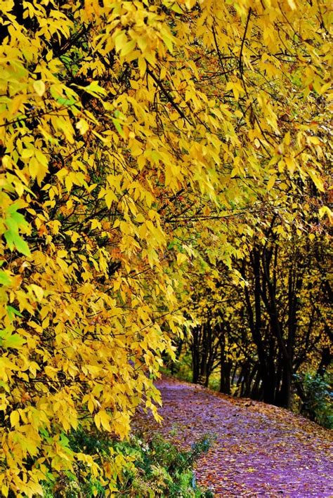 Autumn Trees Taken In Kuskovo Public Park In Moscow Russia Stock