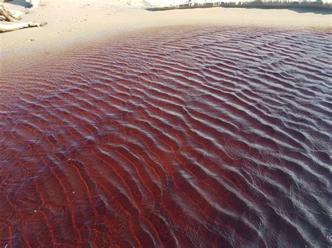 Blood Red Water On The Beach Rmildlyinteresting