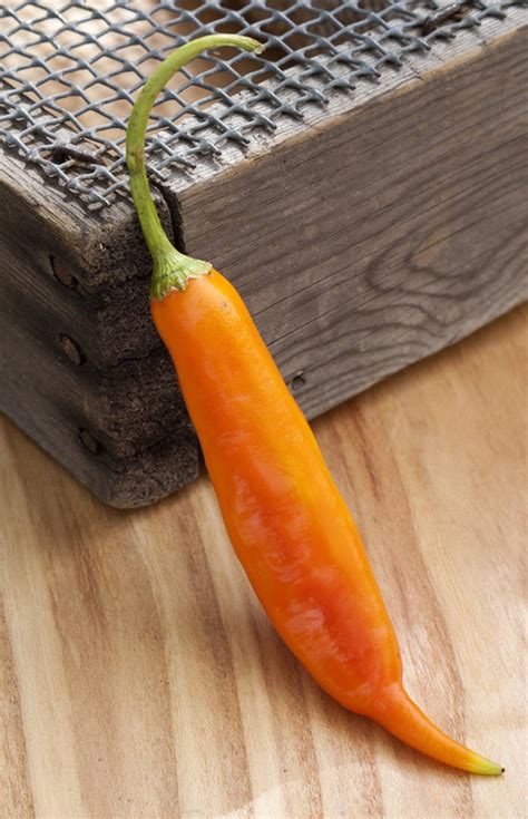 Aji Amarillo Chile Rojo Heirloom Pepper Premium Seed Packet · Sherwood