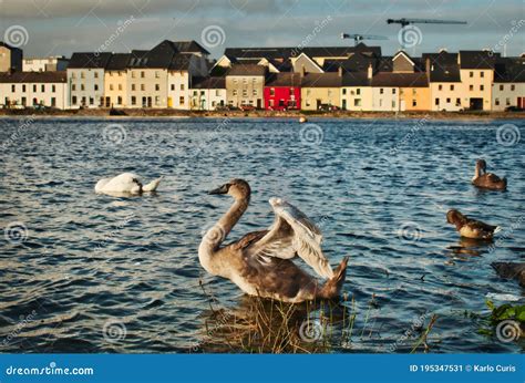 Swan Stretching In Shallow Water Of The Corrib River In Galway City