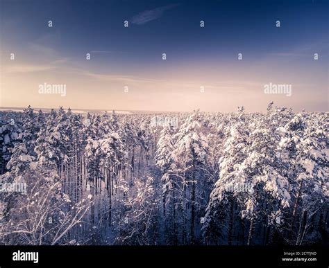 Toned Aerial View In Winter Forest In Snow After Snowfall Lakes And