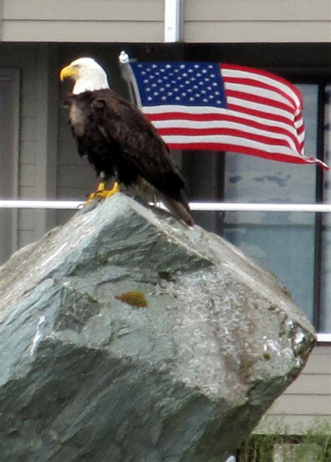 American Eagle Free Stock Photo Public Domain Pictures