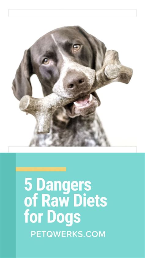 Yes, dogs can eat eggshells, but you should make sure they're farm fresh and ground into a powder and give them a spoonful or less of the powder per day mixed into the food as a supplement. Raw diets usually consist of animal meat, bones, organ ...