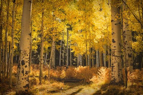 As The Aspens Turn Photograph By Saija Lehtonen Fine Art America