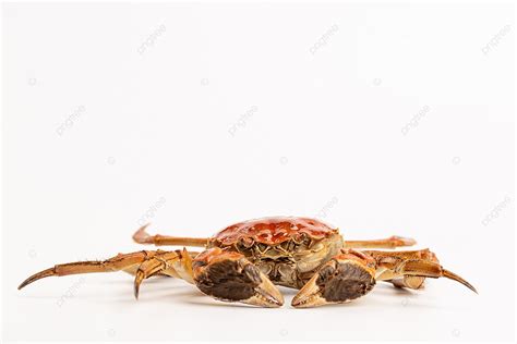 Fresh Aquatic Food Hairy Crab Background Hairy Crab June Yellow Crab