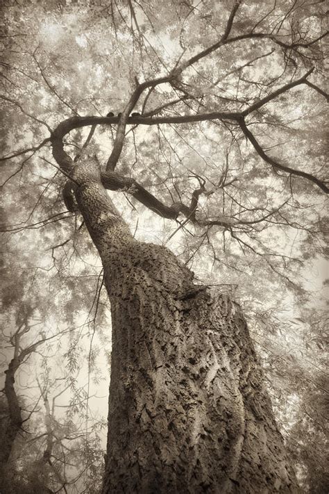 Sepia Tree Photograph By Peter Fodor Fine Art America