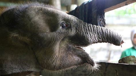 Baby Elephant Dies After Losing Half Its Trunk In Poachers Trap Bbc News