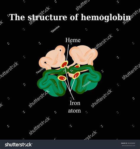 Structure Hemoglobin Illustration Stock Illustration 382888888