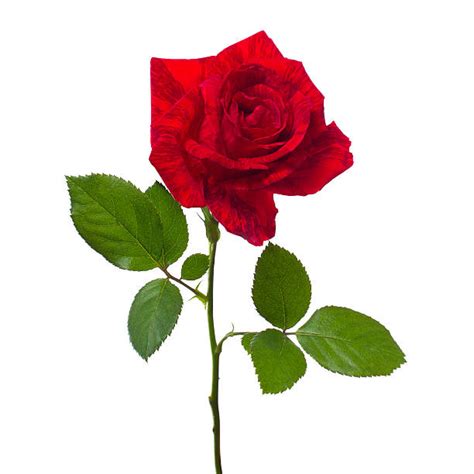 Best Long Stem Rose Stock Photos Pictures And Royalty Free Images Istock