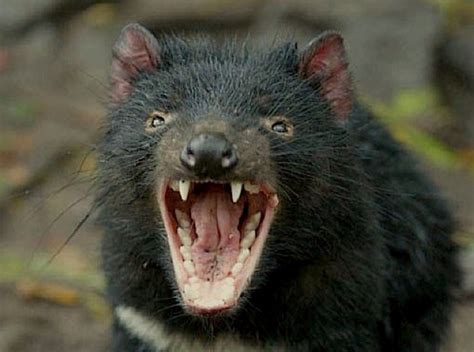 Evolution Races Cancer To Save Tasmanian Devils Wired