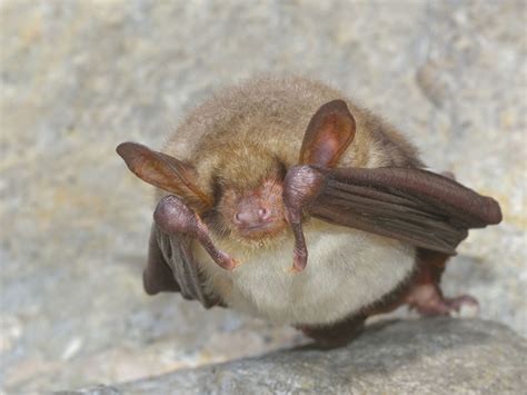 Bat Types