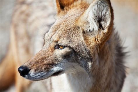 Coyote Relaxing In South Texas Stock Photo Image Of Outdoors