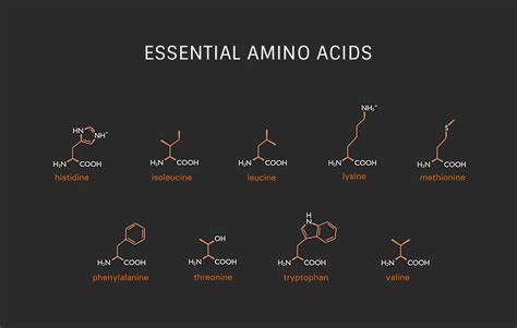 What Are Amino Acids Essential Nonessential And Conditional Types