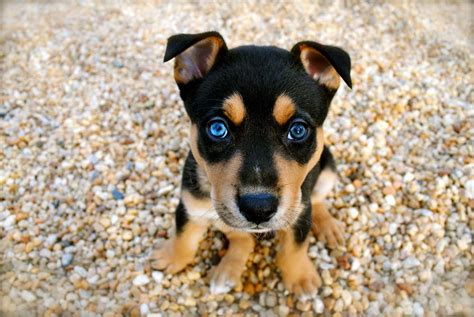 Funny Top 10 Cutest Dog Puppies L2sanpiero