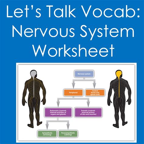 Lets Talk Vocabnervous System Worksheet Anatomy Biology Made