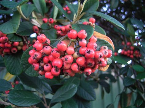 Cotoneaster Glaucophyllus 4 Flora And Fauna Of The Mid North Coast Of