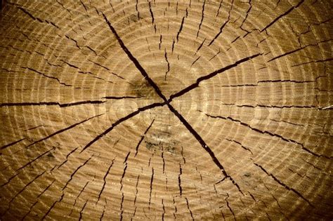 Beautiful Texture Of Tree Stump A Oak Stock Image Colourbox