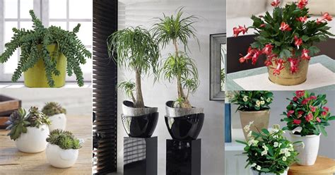 14 Best Indoor Succulents To Grow At Home Balcony Garden Web