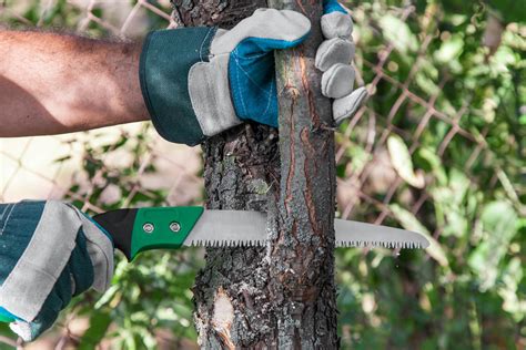5 Common Tree Pruning Mistakes | TPS Tree Services, Tree Lopping, Tree