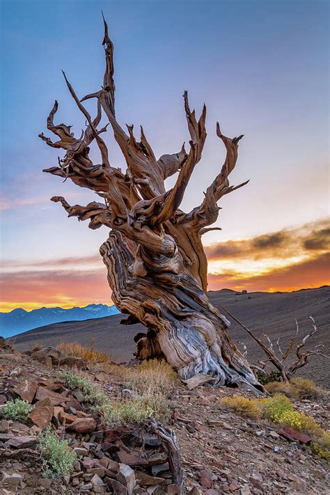 The wood from bristlecone pines helped correct this process by providing samples that could be precisely dated. Sunset at the Ancient Bristlecone Pine Forest Photograph ...
