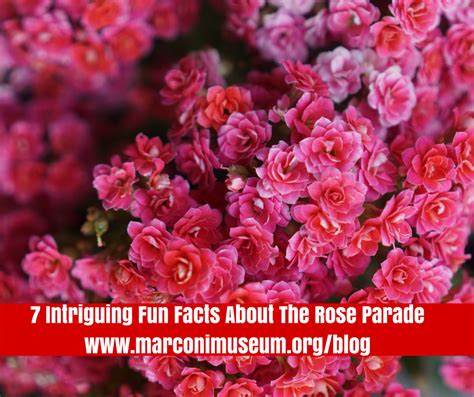 7 Intriguing Fun Facts About The Rose Parade Rose Parade Fun Facts Rose