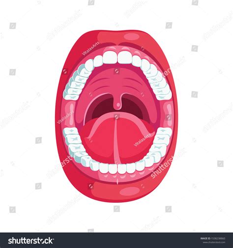 Mouth Human Anatomy Model Oral Cavity Stock Vector Royalty Free