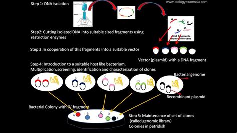 Genomic Library Definition And Steps In The Construction Of Genomic