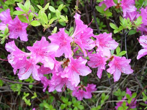 Azalea is the common name for various flowering shrubs within the plant genus rhododendron, characterized by the lack of scales on the underside of the generally thin, soft, and pointed leaves, and typically having terminal blooms (one flower per stem), flowers with five or six stamens. Azalea Flowers - Flowers