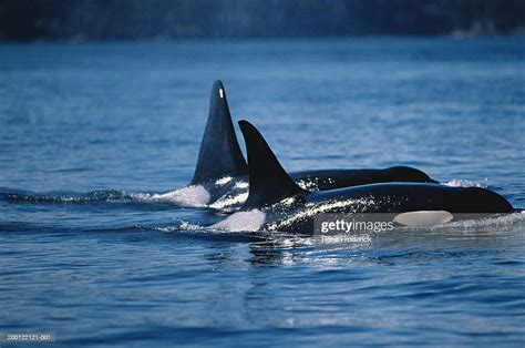 Two Orca Killer Whales Swimming Together High Res Stock Photo Getty