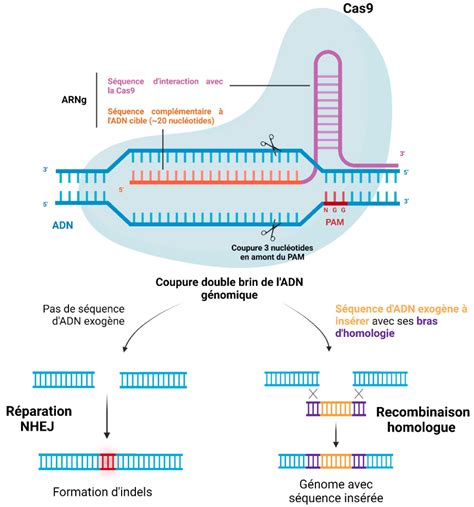 Principe De Fonctionnement Du Syst Me Crispr Cas Planet Vie